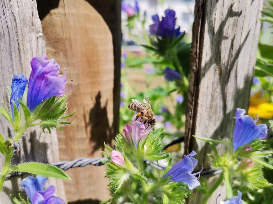 Fewo "Am Bienenstock" In Dallgow-Doberitz ภายนอก รูปภาพ