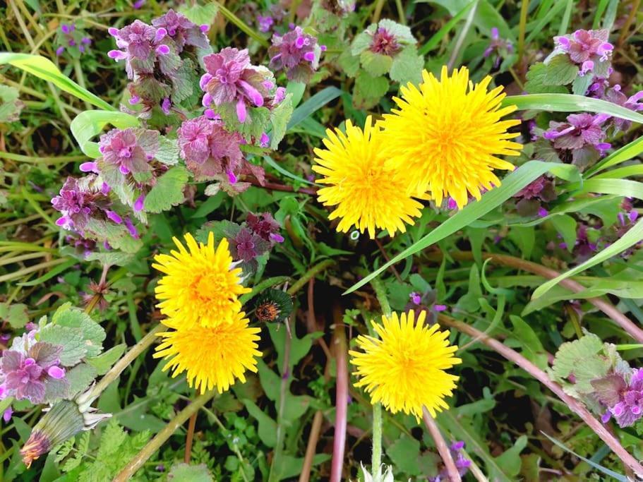 Fewo "Am Bienenstock" In Dallgow-Doberitz ภายนอก รูปภาพ